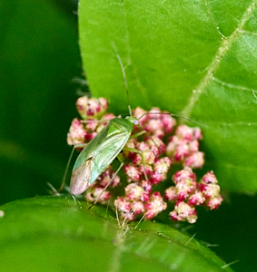 Green shield bug