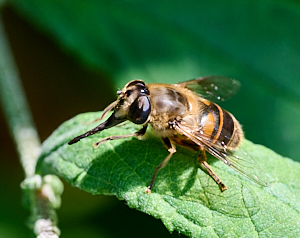 Fly cleaning