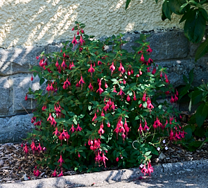 Fuschia