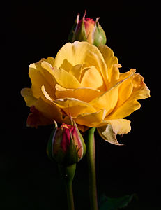 Close up of yellow rose