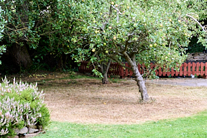 Freshly cut meadow under apple trees