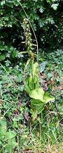 Tall broad leaved heliborine