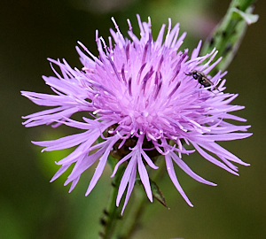 Fly on purple flower