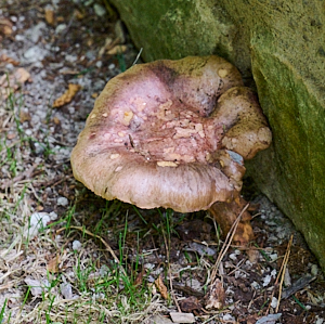 Looking down on brown mushroom