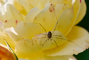 Harvestman on yellow rose