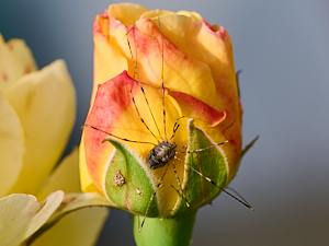 Harvestman on yellow rose bud