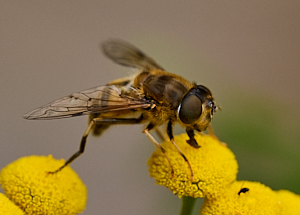 Hoverfly on yellow flower