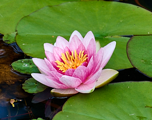 Open Lily flower