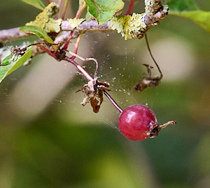 Small cherry on tree