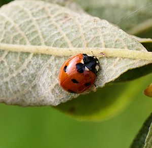 7 spot ladybird