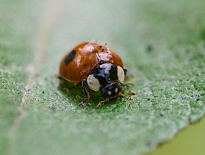 2 spot ladybird