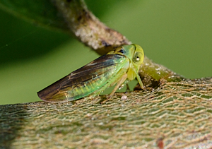 Small cricket on Goat Willow