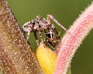 Spider eating spider in Goat Willow
