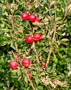 Red apples ready to eat