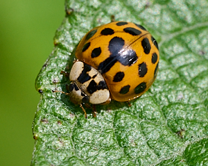 Harlequin ladybird?