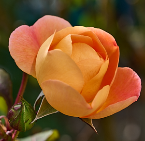 Rose staring to open