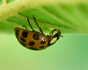 Harlequin ladybird?