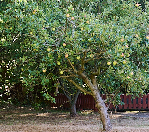 Cooking apples ona  tree
