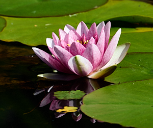 Open pink lily