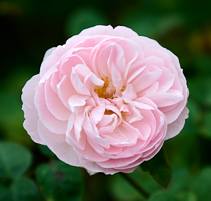 Light pink rose