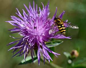 Hoverfly on purple flower