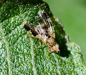 Fly on green leaf