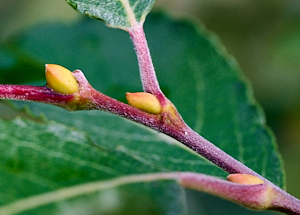 New buds on goat willow