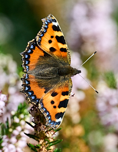 Small tortoiseshell butterfly on heather