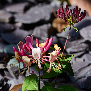 Honeysuckle flower