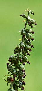 Broadleaved heliborine