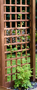 Wisteria growing up a trellis