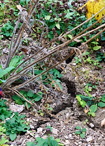 Crack in ground from drought