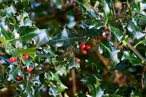 Red holly berries
