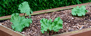 Rhubarb in raised bed