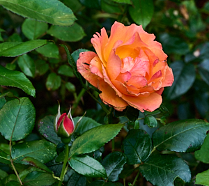 Orange rose