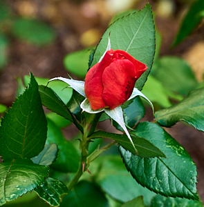 Red rose