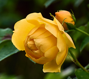 Yellow rose