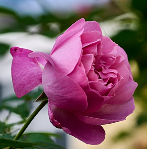 Light pink rose