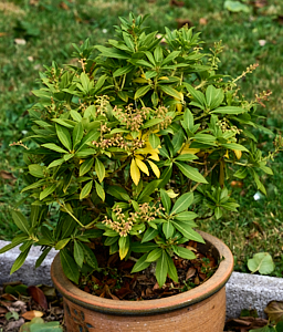 Potted plant