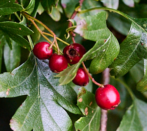 Red berries on cotoneaster
