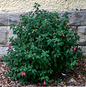 Fuchsia bush with a few flowers