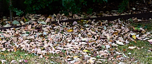 Wind swept leaves on a lawn