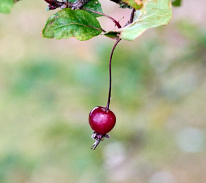 Single red cherry