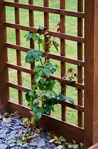 Leaping Salmon climbing rose