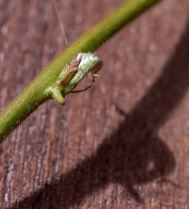 Wisteria bud