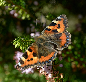 Tortoiseshell butterfly on heather
