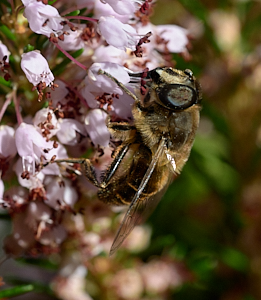 Insect on heather
