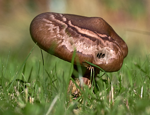 Mushroom in grass