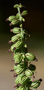 Broadleaved heliborine