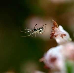 Very small spider next to heather flower